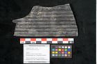 Foto (Objekt + Etikett) von Sigillaria elongata Brongniart (NHMW-GEO-2024-0188-11060)